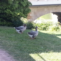 Les Oies de Paray le Monial