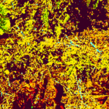 Tomates-Saouvages-06-2021